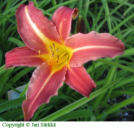 Hemerocallis Hybrida 'Autumn Red'